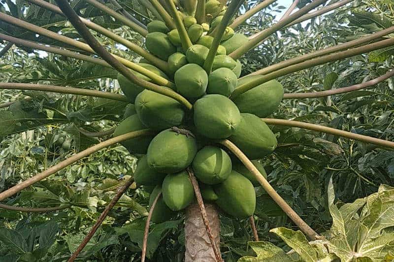 Papaya Baum tropische Frucht